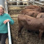 Dalby sale 1 Nov 2023: Yearling steers 10c to 20c/kg dearer