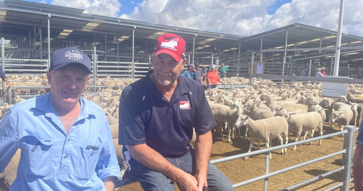 First-cross ewes sell better than expected at Yass | The Land