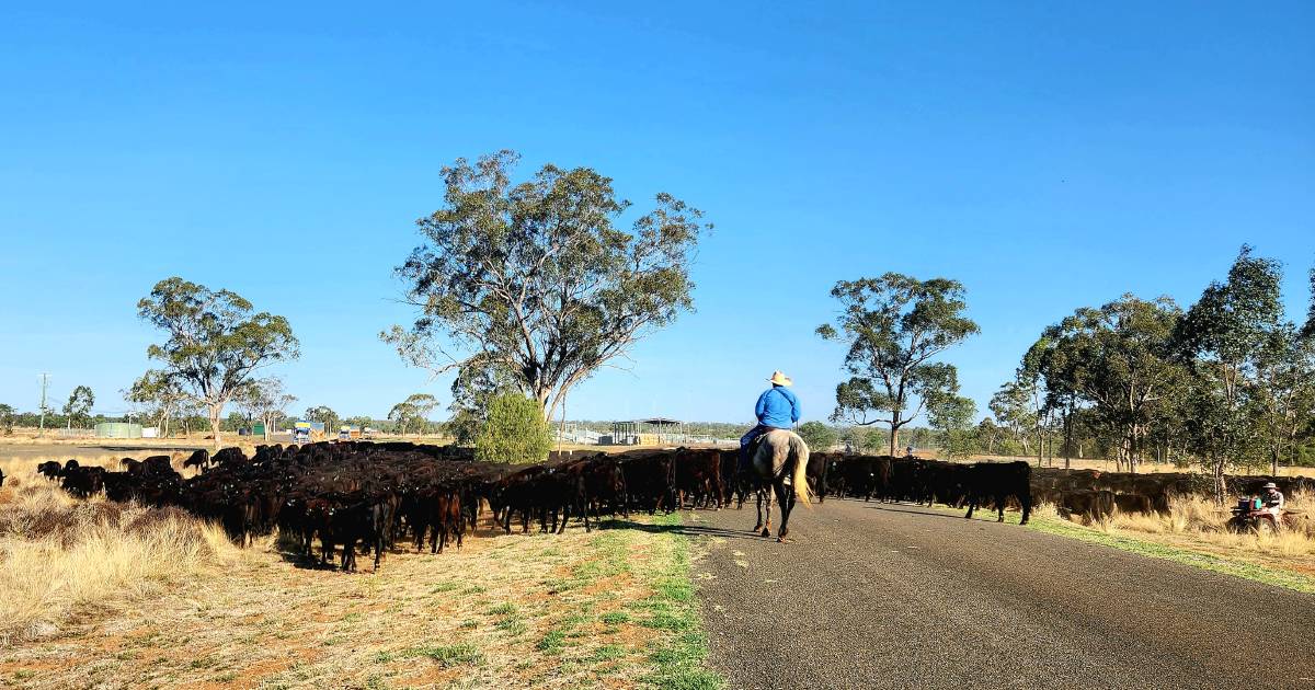 Rain at Morven brings green pick for drover with ACC mob | Queensland Country Life