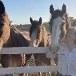 Live cattle exports up by 14pc