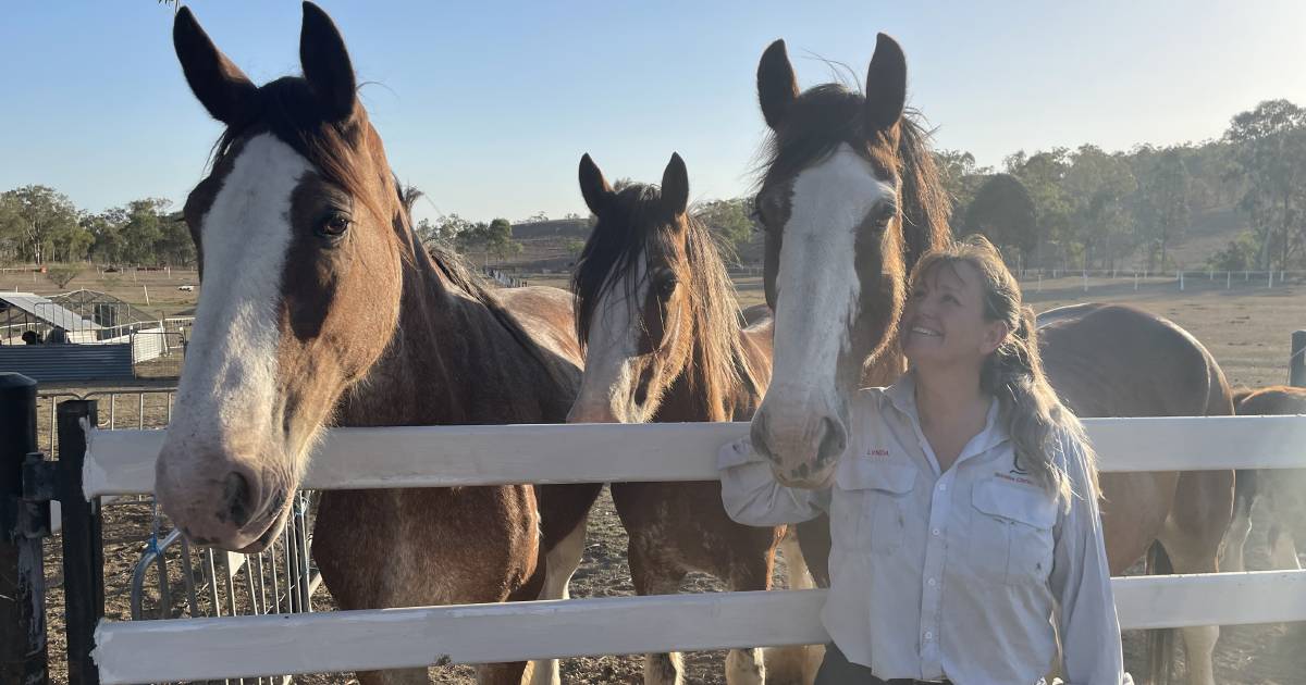 "Strong hocks and big feet" make a good Clydesdale