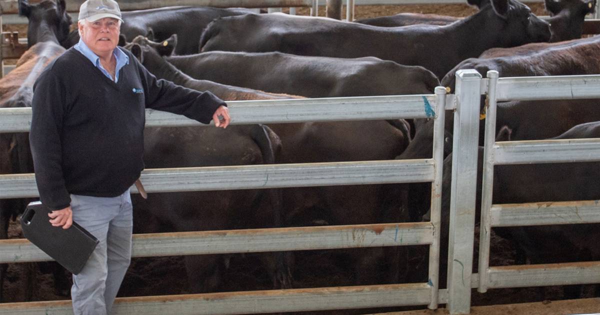 Steers lift $300 a head at Yass store sale