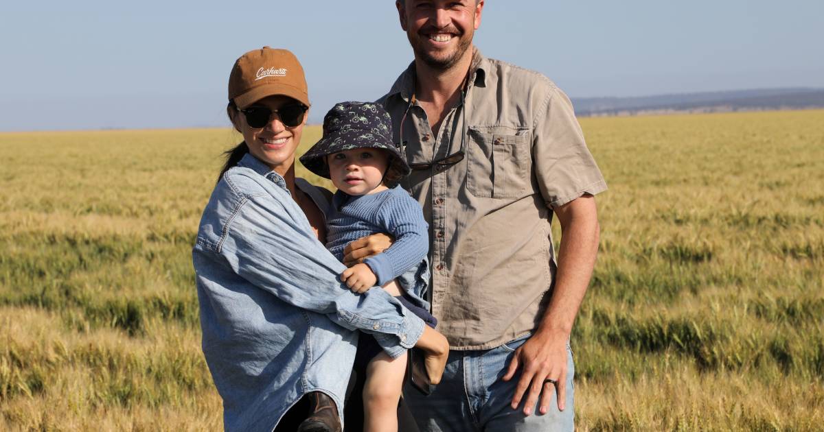 Lancer wheat crops take the top two spots in Quirindi and Willow Tree wheat competition