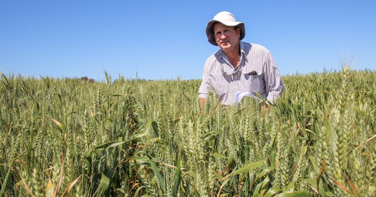 New wheat varieties promise higher yields