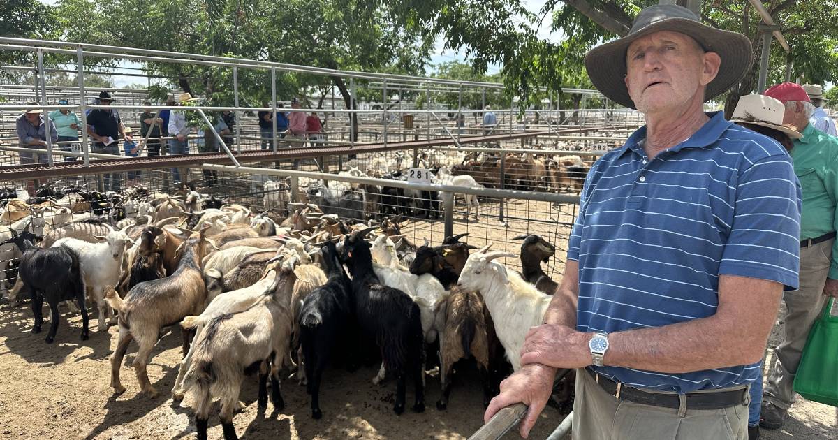 Boer wethers top Dubbo goat sale