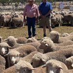 Rain livens Tamworth store sale by $150 to $200 a head | The Land