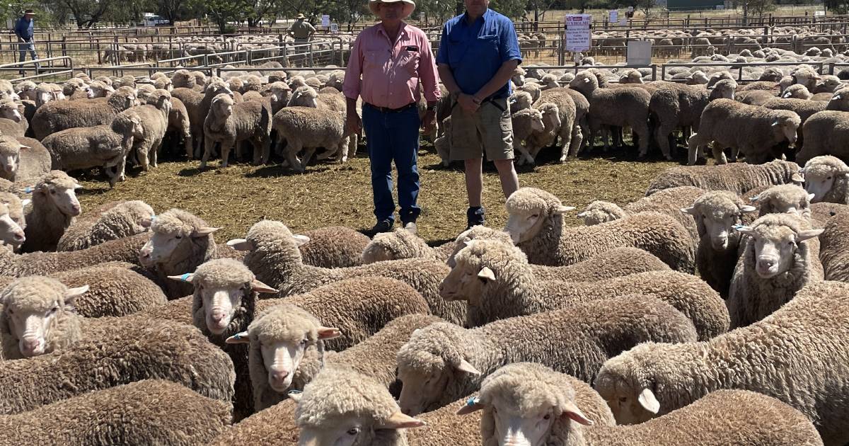 Two year old ewes made $31 at Jerilderie | The Land