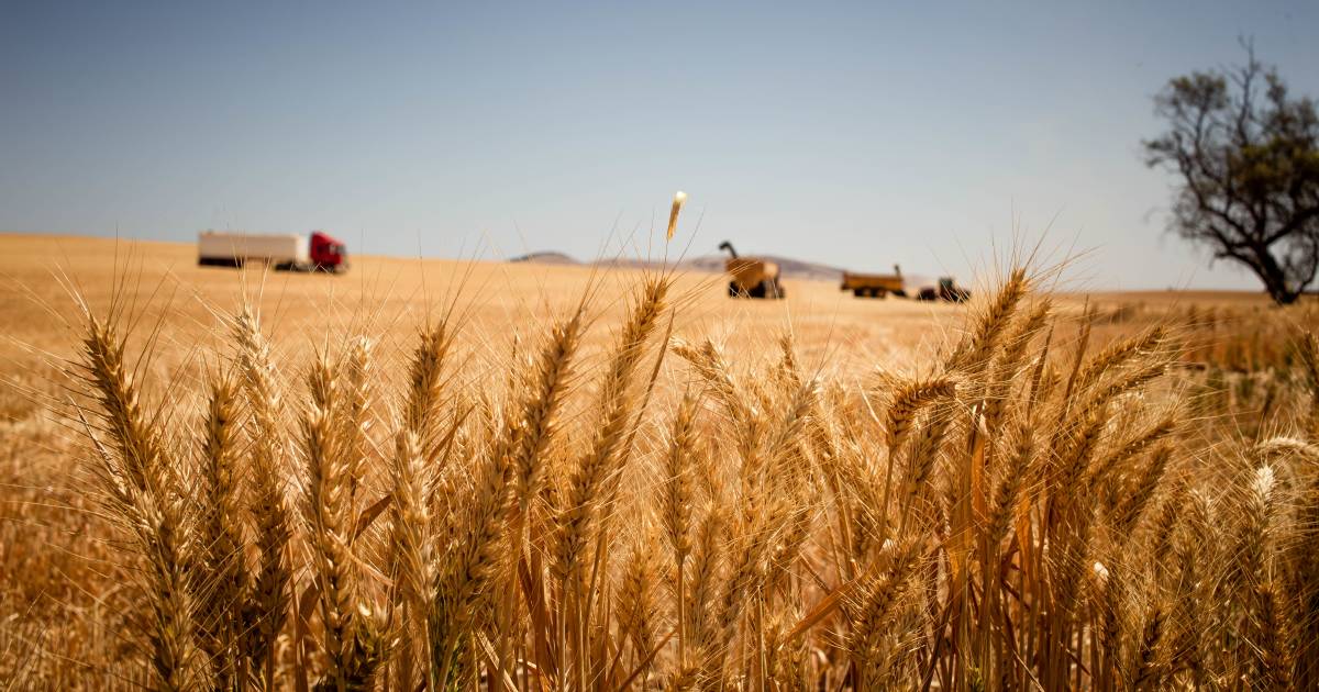 WA crop yields slip but southern crops compensate | Farm Weekly