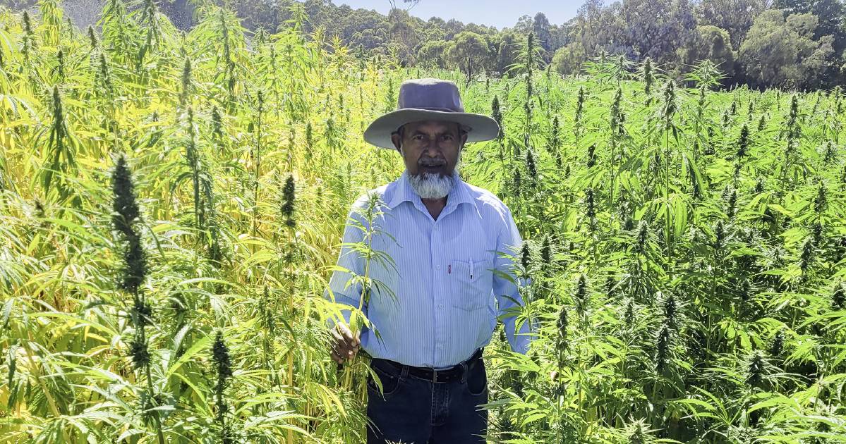 SW hemp trials reach new high