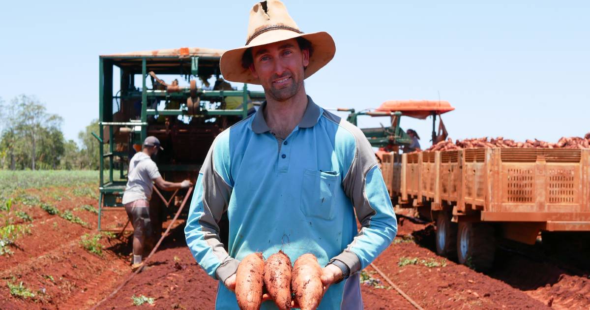 Potato growers hopeful of sweet outlook for industry