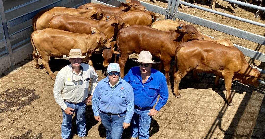 80c/kg price hike for steers, 45c/kg for heifers at Emerald