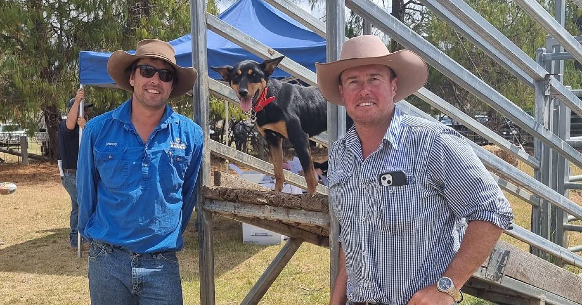 The 12th RMA working dog sale sees sale records smashed | The Land