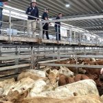 Dalby sale 8 Nov 2023: Generally dearer market