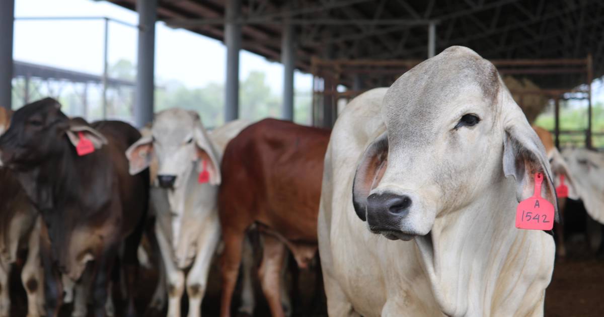 No rush of live-ex ‘culled’ cattle onto domestic market yet | Queensland Country Life