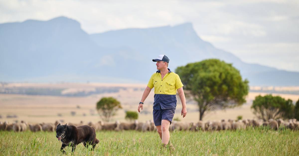 Farmers' last ditch plea to keep live sheep trade