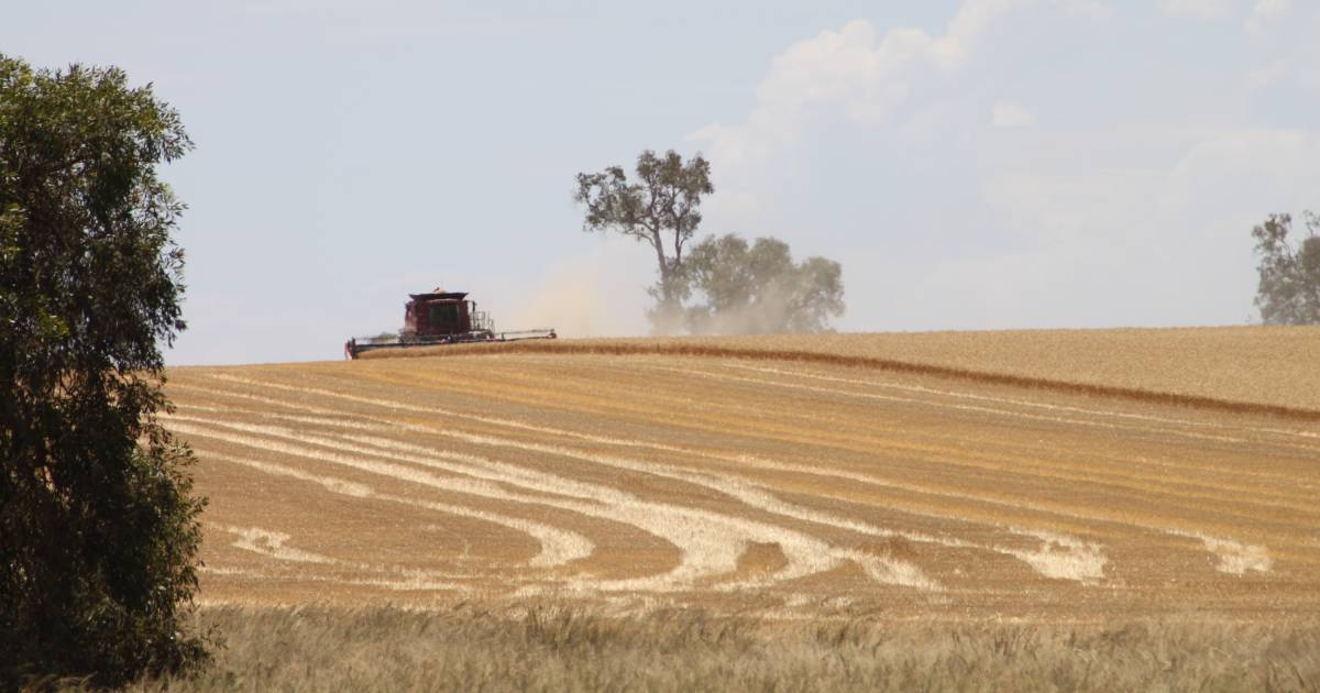 Harvest ramps up after rain delays