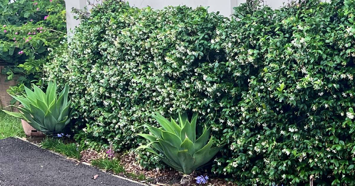 In Fiona’s Garden: Star jasmine in full bloom on the coast | The Land