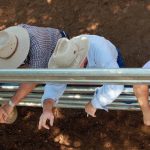 2023 Bookham Merino ewe competition | Photos | The Land