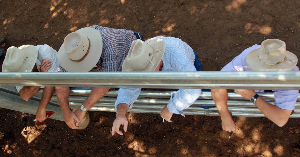 Rain bolsters market confidence across Central Queensland