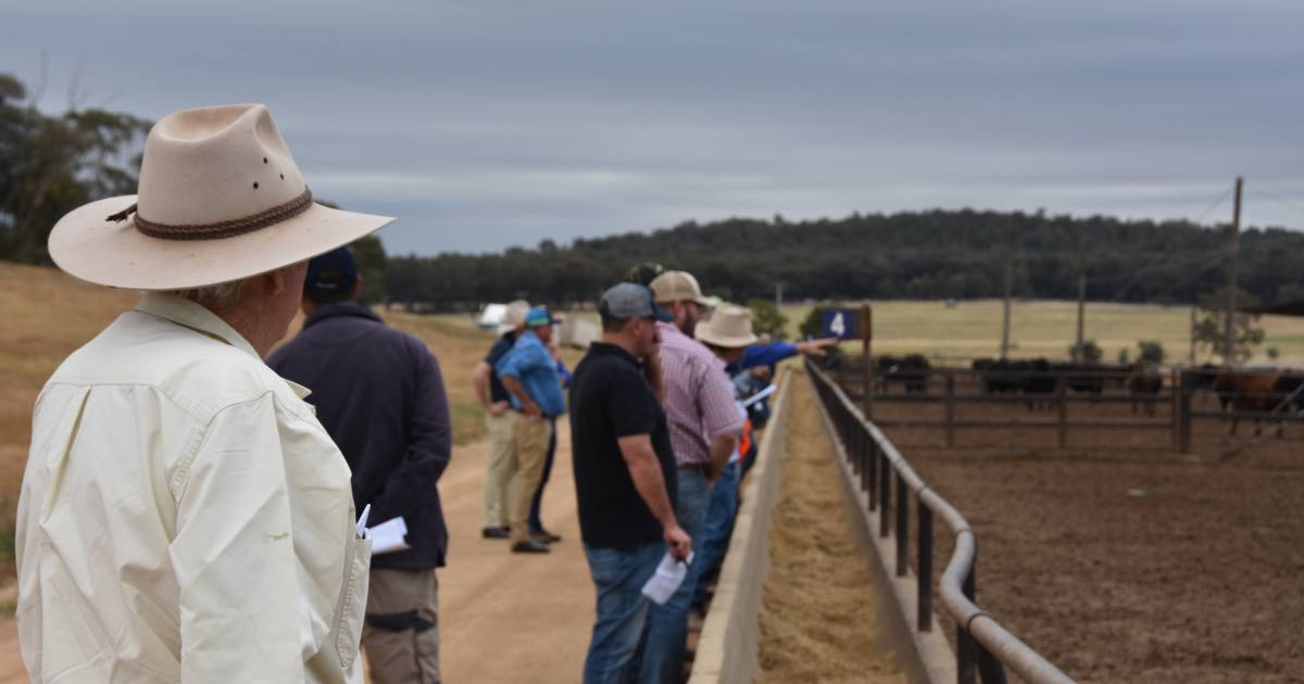 2024 Beef Spec producer day takes place at Jindalee feedlot