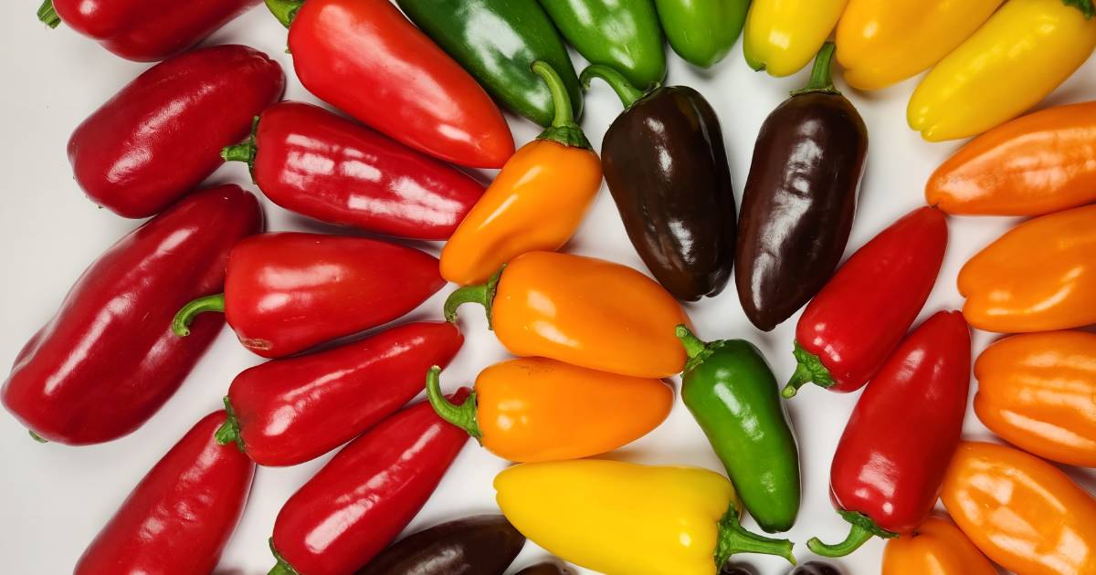 Mini chocolate capsicum bred by Bowen-based Arable Field Research a sweet success | Queensland Country Life