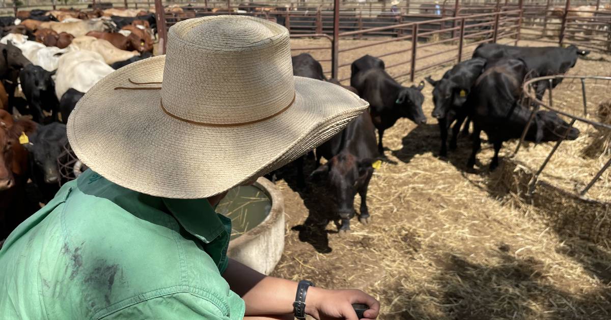 New LLS positions provide drought advice for farmers