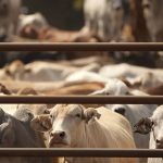 Power back in the Wheatbelt before Christmas