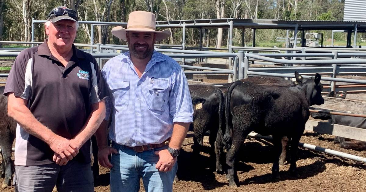 Weaner heifers top at $1000 at MAitland | The Land