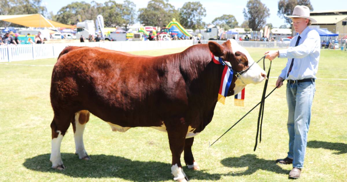 Limousin feature showing has been hailed a big success