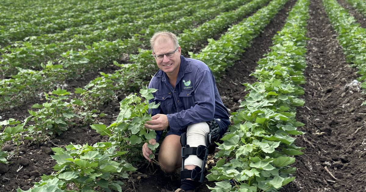 More rain needed to spark optimism for CQ cotton growers