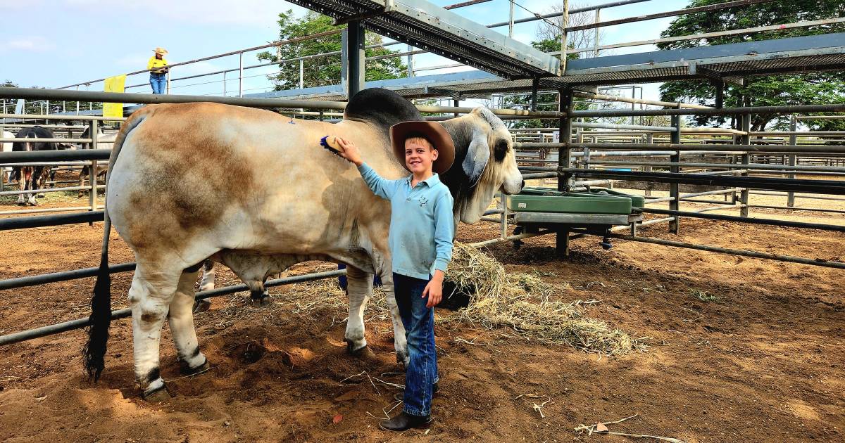 See who was at the Gold City Brahman sale for 2023 | Queensland Country Life