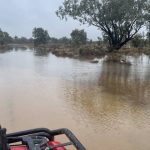 Dead cows at Bjelke-Petersent Dam under investigation | Queensland Country Life