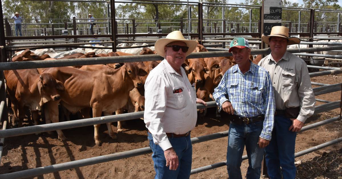 Dry conditions send Strathdee stock to greener pastures