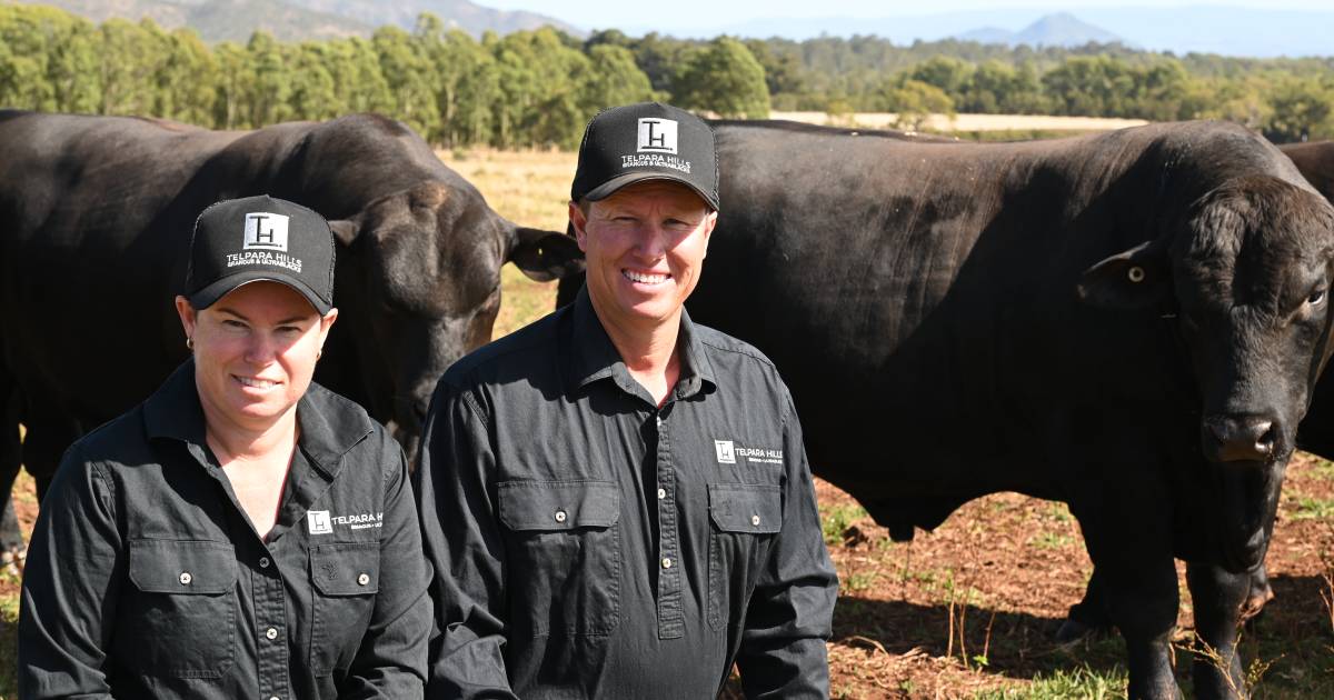 Beef 2024 accepts Ultrablacks and Ultrareds as a separate breed for stud cattle judging | Queensland Country Life