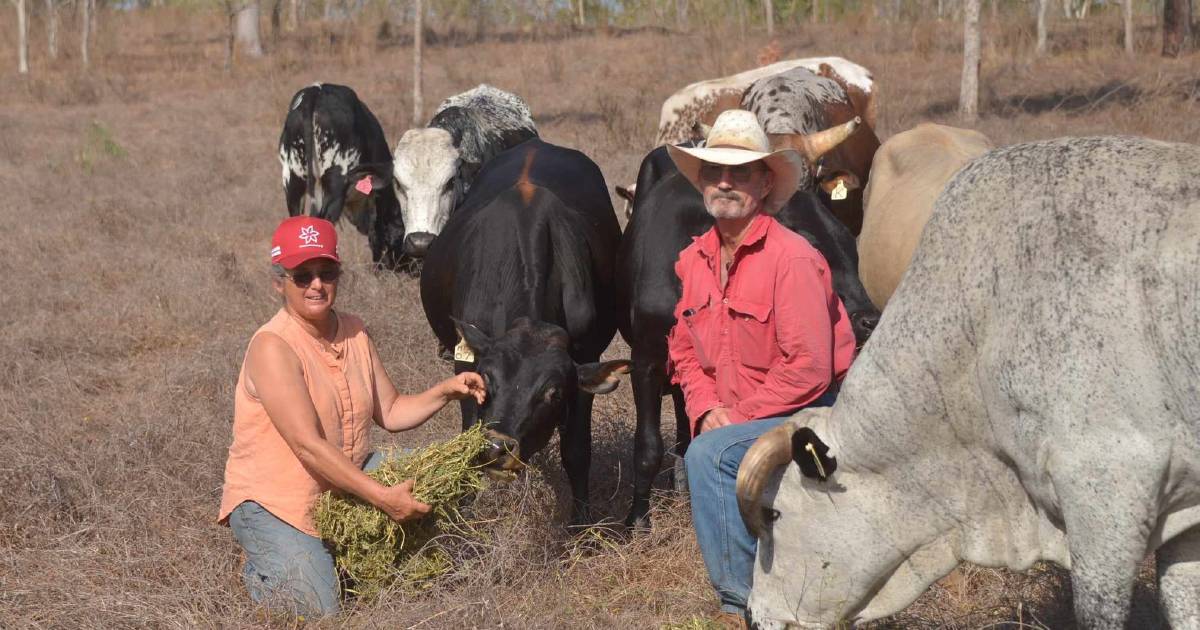 South African cattle breed adding value to north tropical crossbreeding programs