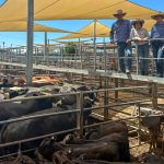 New faces enter 2024 Beef Spectacular feedback trial