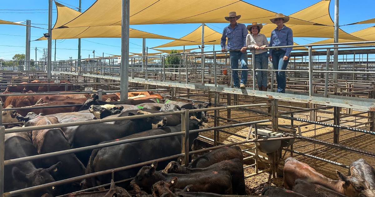 Buyer confidence pushes dearer market at Dubbo store sale