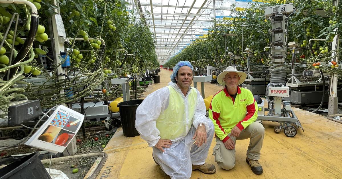 Robots key to pollination at Guyra tomato glasshouse | The Land