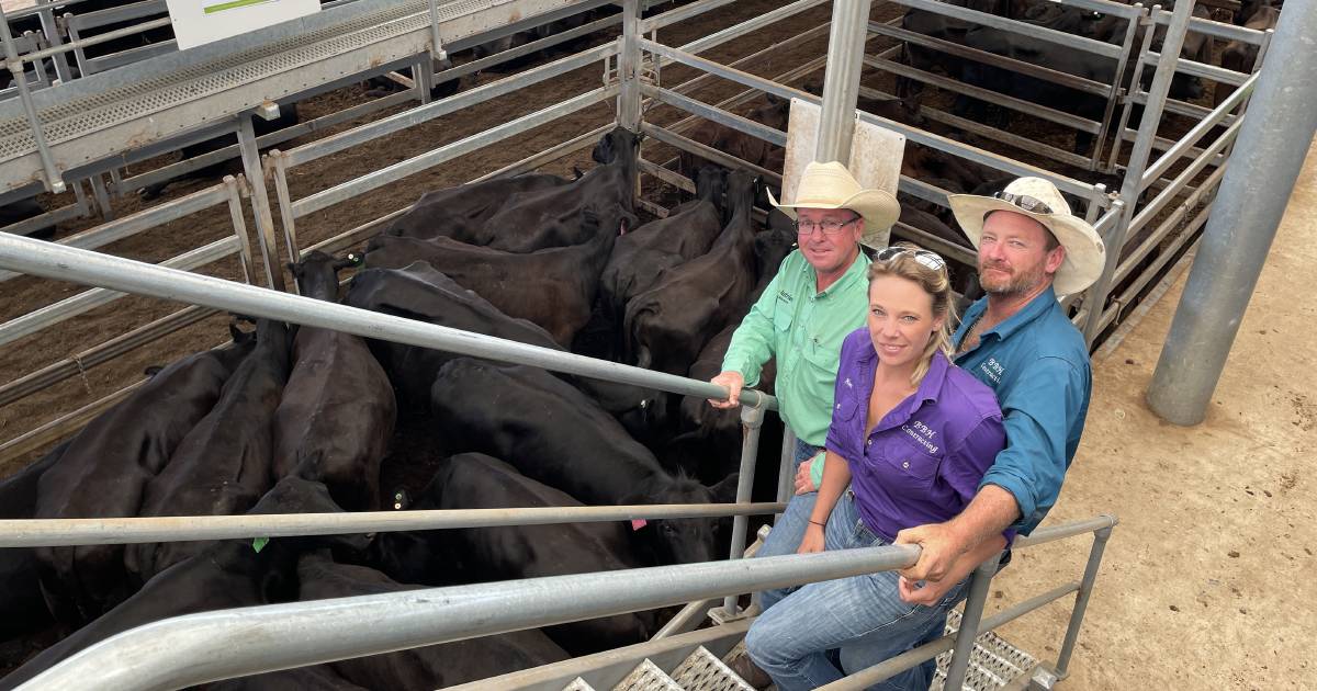 Tamworth steers to $1090 as market kicks $300 on four weeks ago