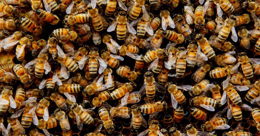 Varroa package comes at a price