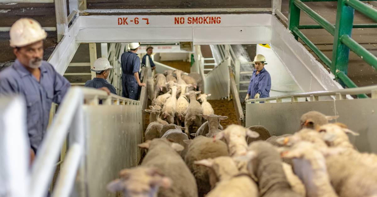 Live export document impasse