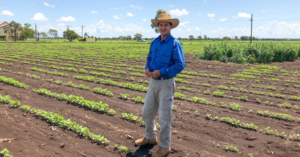 Sesame spicing up Queensland crop options