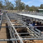 AgForce’s Stephen Tully slams government funding for eID rollout | Queensland Country Life