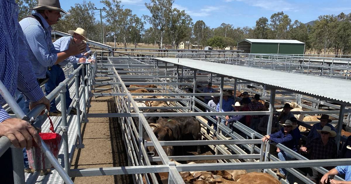 Weaner steers make 350c at Biggenden