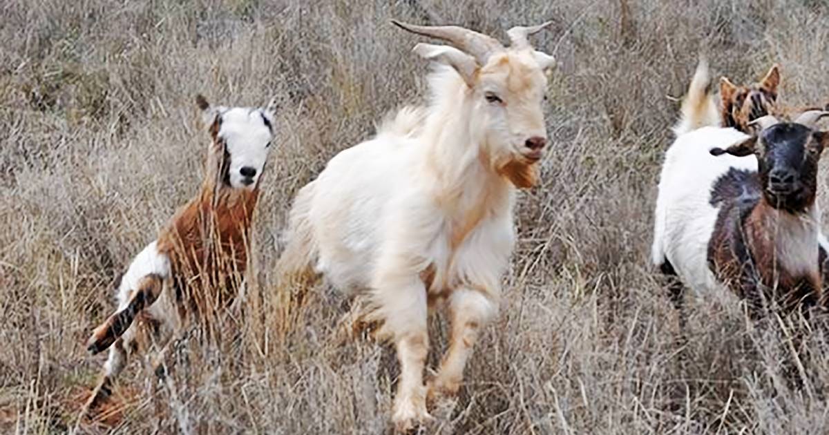 Dingoes and drones considered for feral goat cull