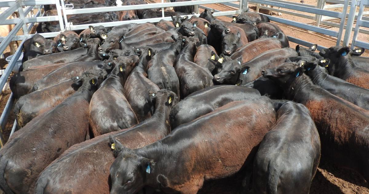 Angus cross heifers reach top of 254c/$786 at Roma | Queensland Country Life