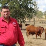 Carbon case: small scale, high value the key for reef catchment cattle property