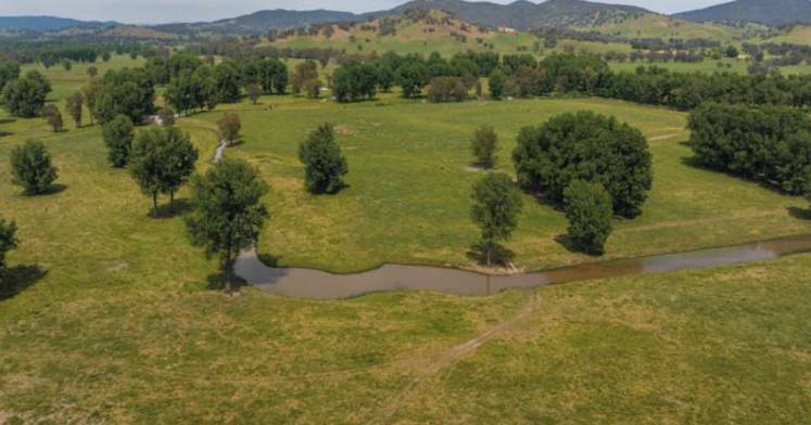 Productive Riverfront fattens 500-600 steers twice a year | Video