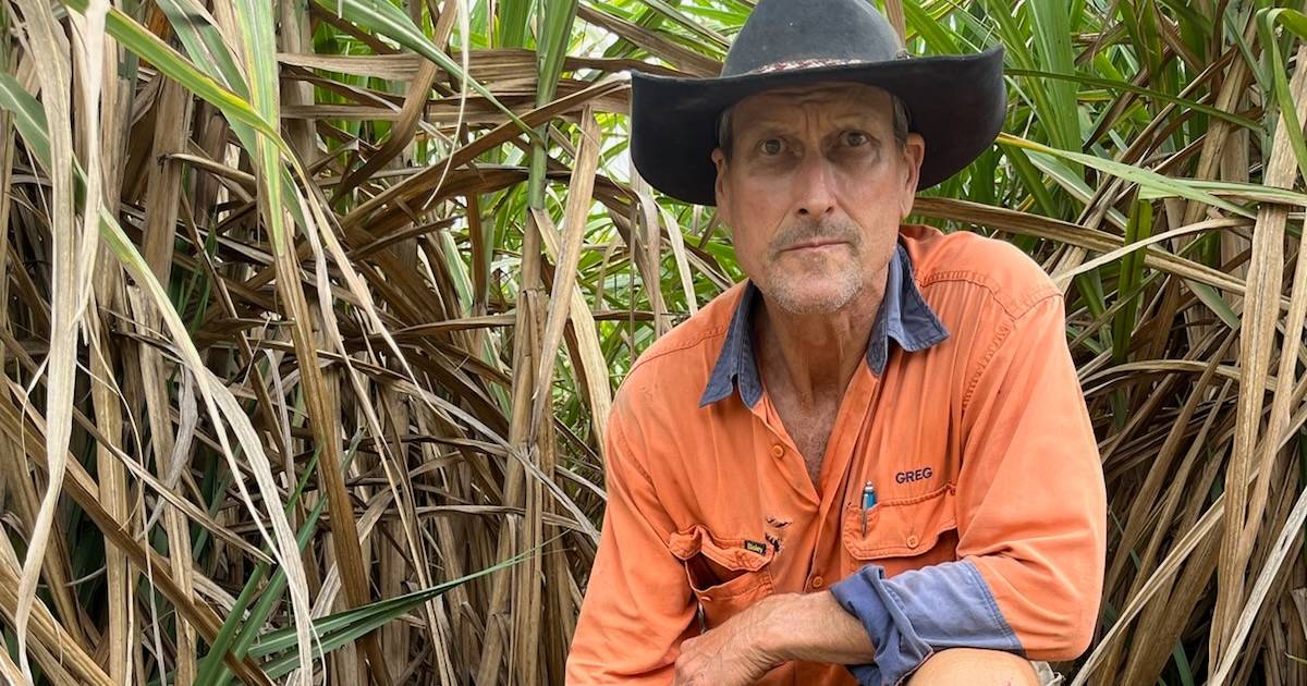 Canegrowers Rocky Point chair Greg Zipf blasts fire ant response a failure | Queensland Country Life