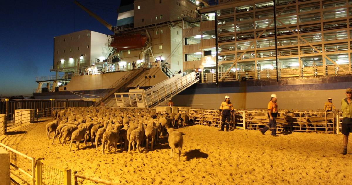 Live sheep exporter Emanuel Exports animal cruelty charges may be dropped | Farm Weekly